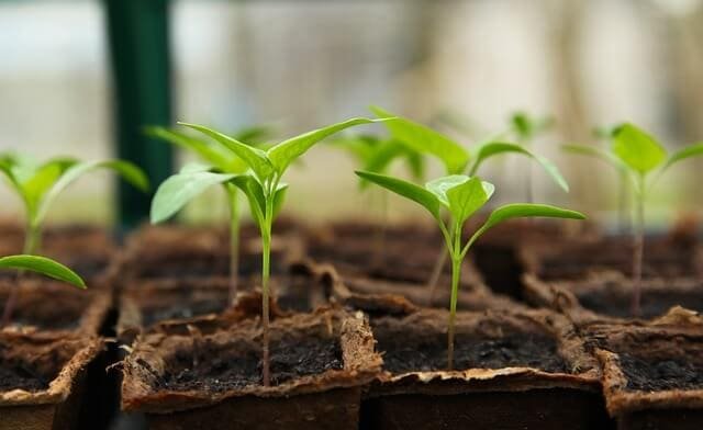 how to prepare for a food shortage - grow your own food